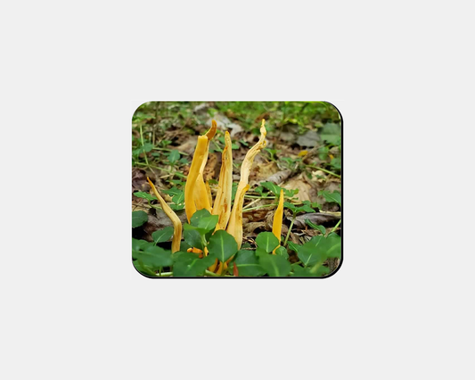 Mouse Pad- Golden Spindles Orange Mushroom Fungus