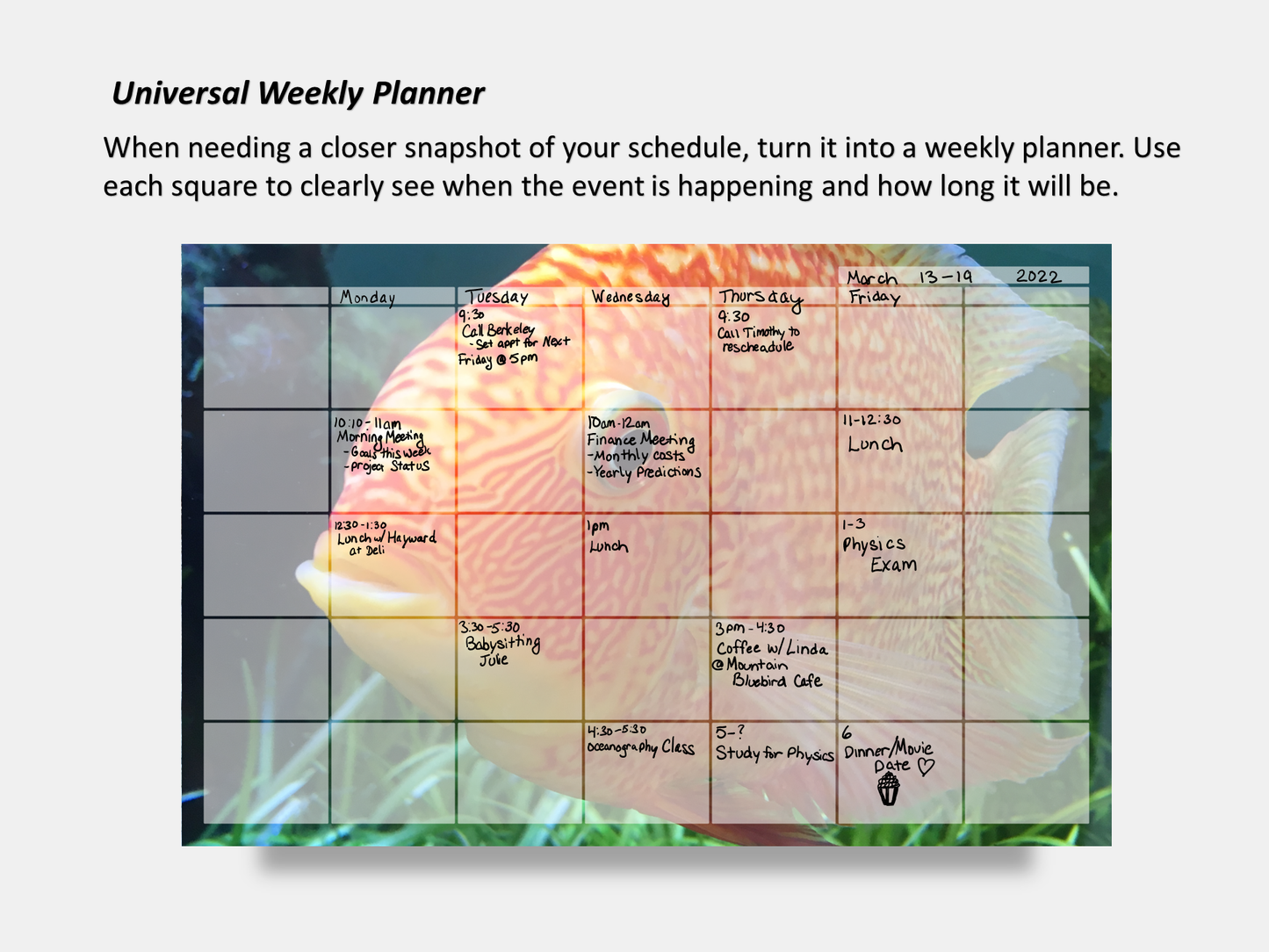 Dry Erase Magnetic Multipurpose Planner- Banded Cichlid Orange fish