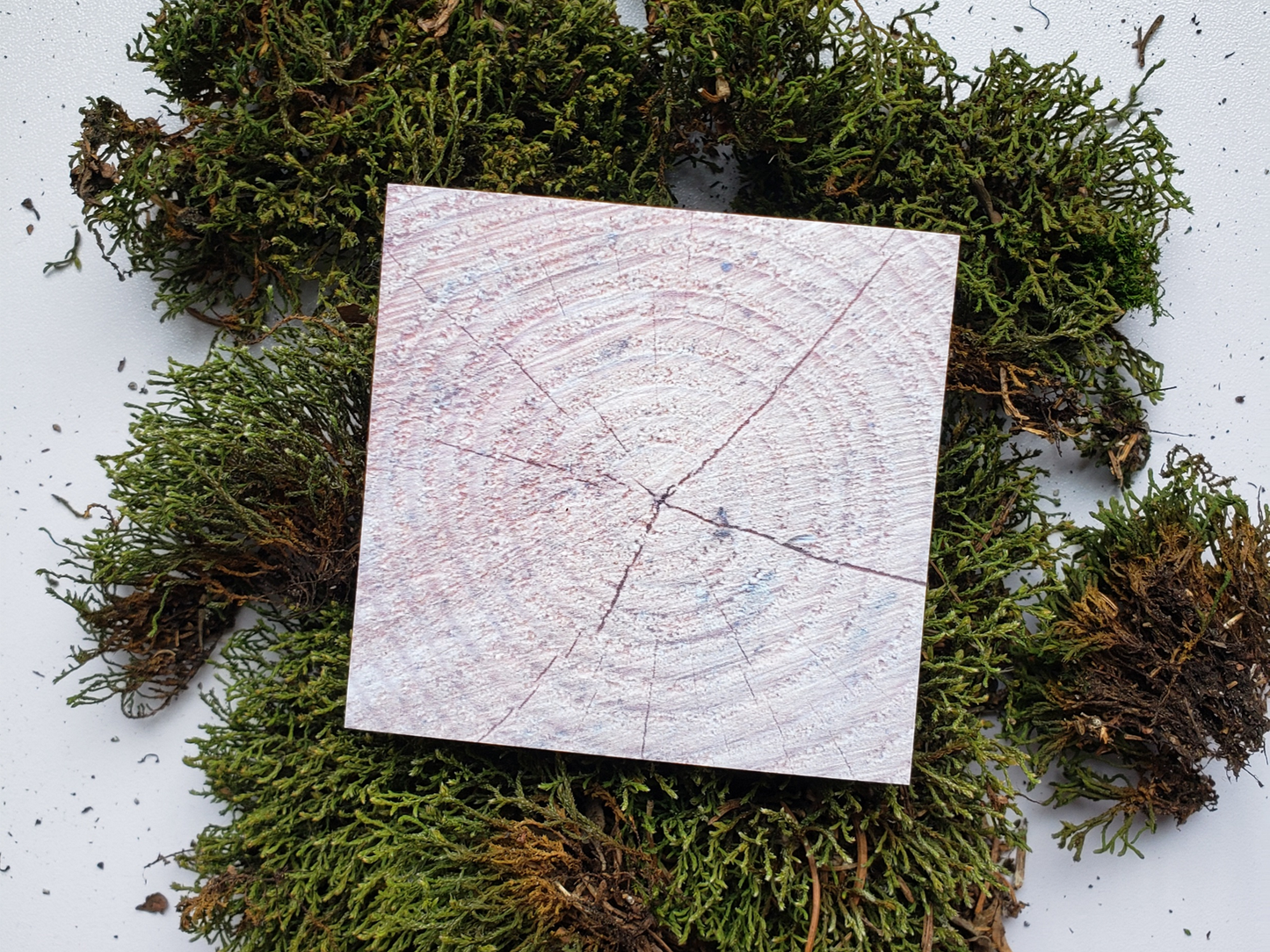 Rustic Tree Ring Sticky Notes