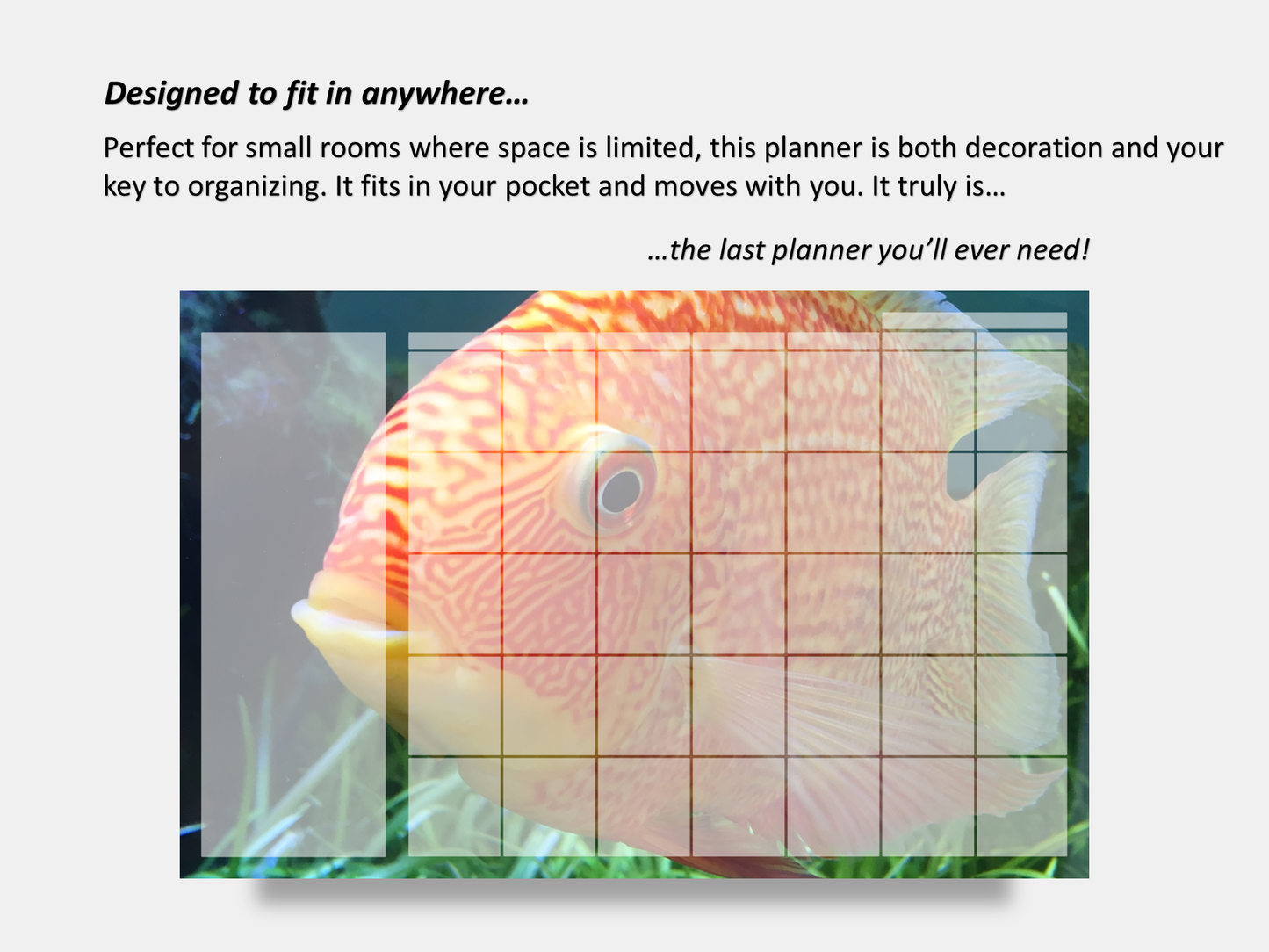 Digital Multipurpose Planner- Banded Cichlid Orange fish