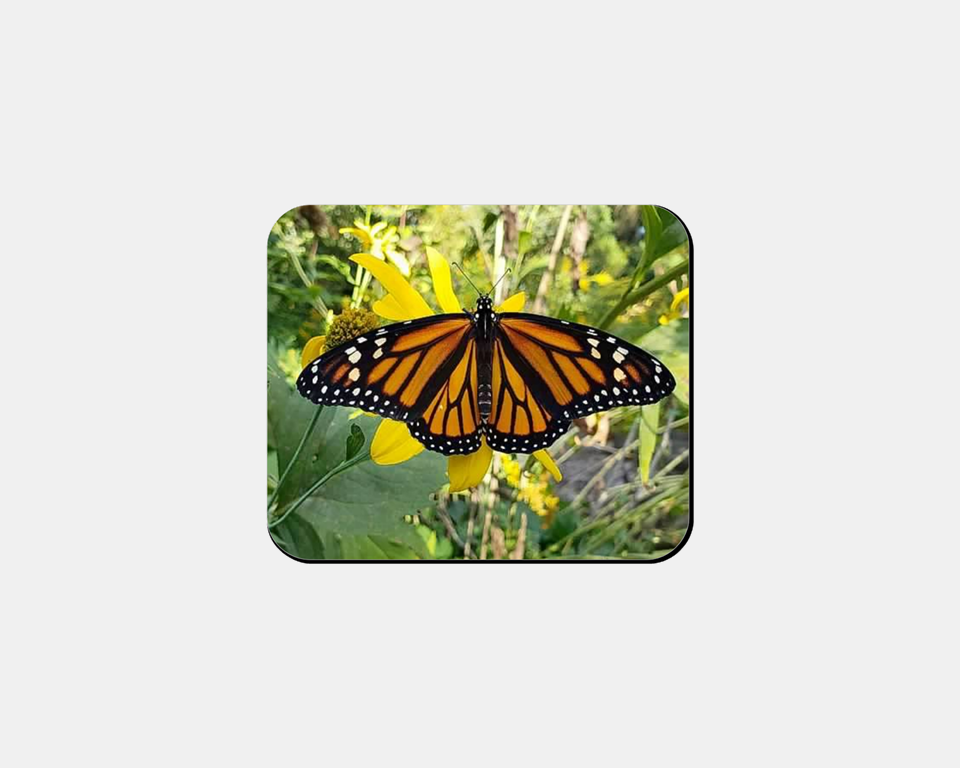 Mouse Pad- Monarch Butterfly on Cutleaf Flower