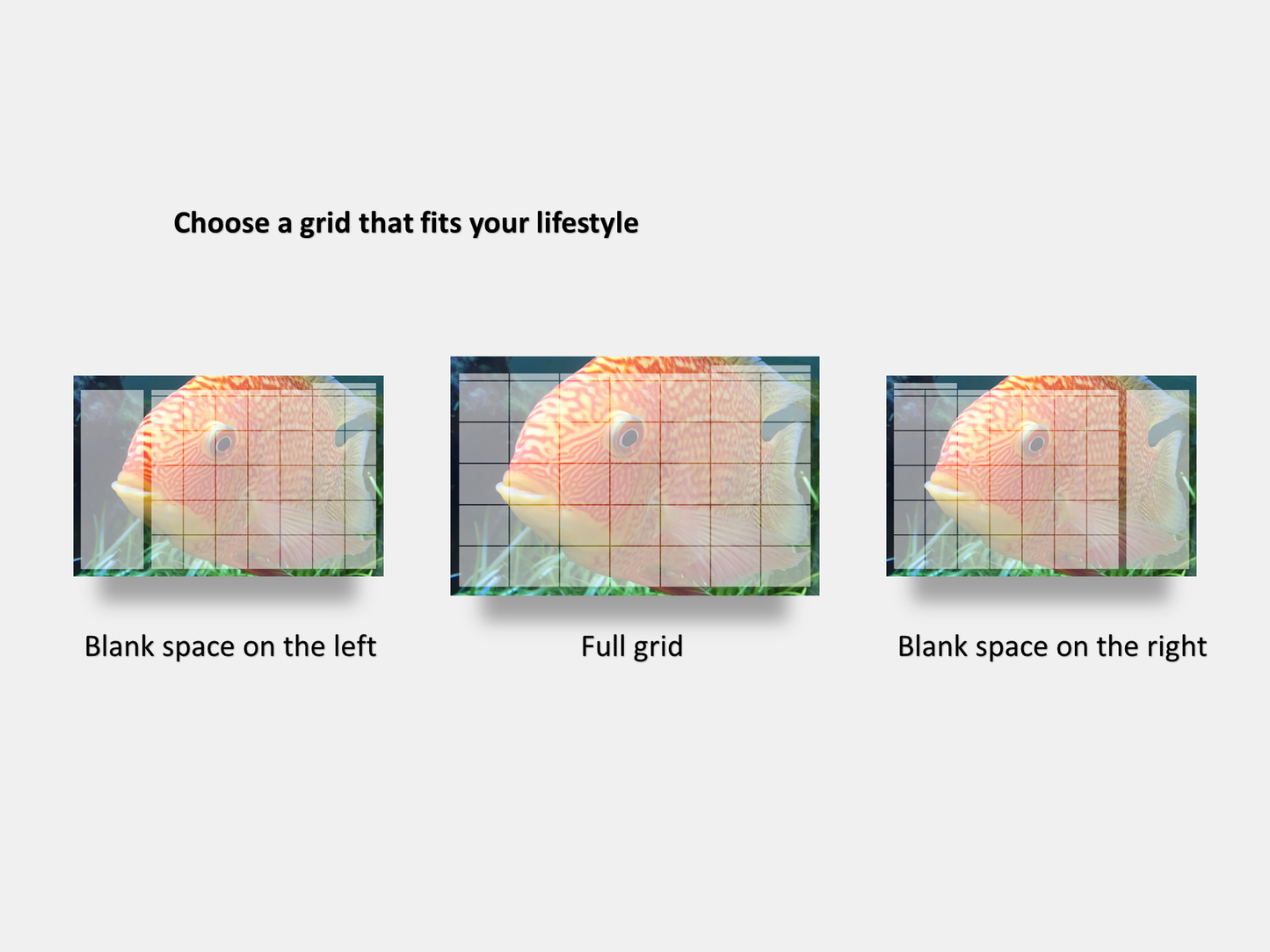 Digital Multipurpose Planner- Banded Cichlid Orange fish