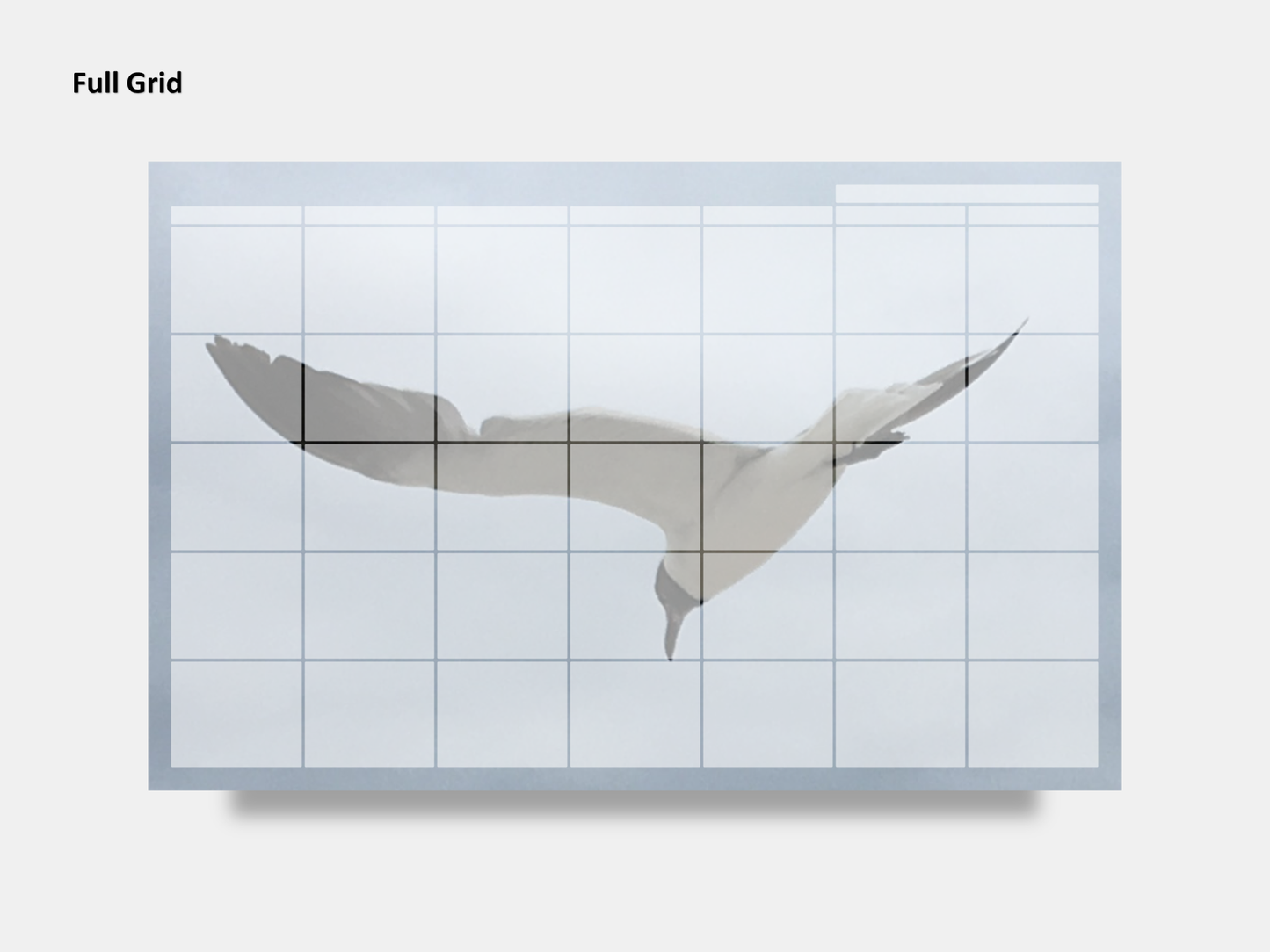 Dry Erase Magnetic Multipurpose Planner- Flying Seagull Macro Photography