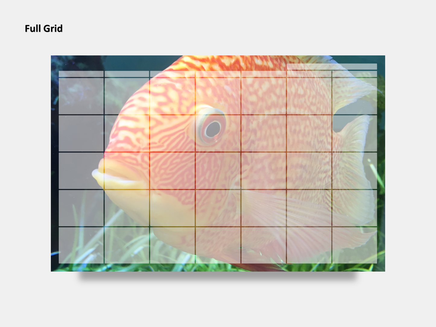 Digital Multipurpose Planner- Banded Cichlid Orange fish