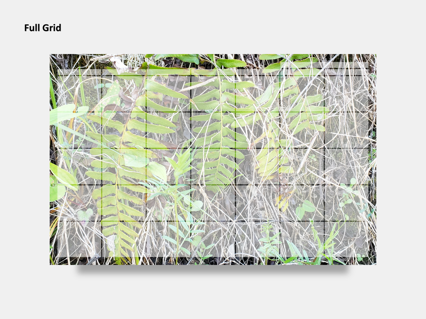 Dry Erase Magnetic Multipurpose Planner- A wall of green and yellow ferns