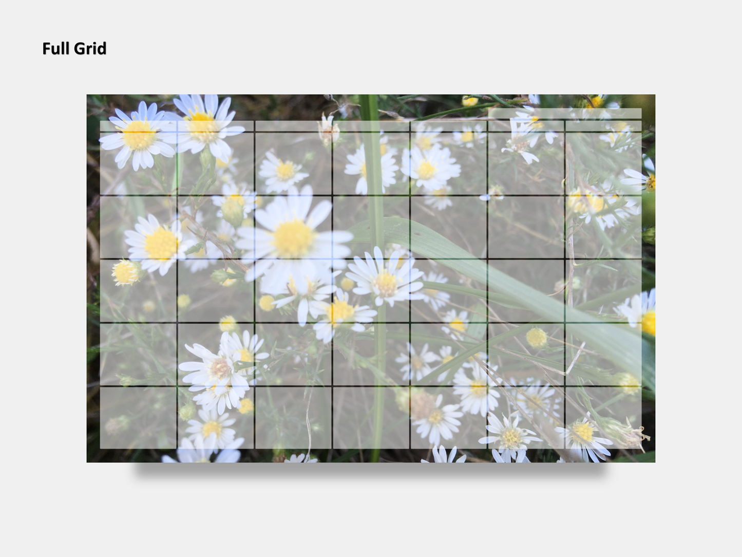 Dry Erase Magnetic Multipurpose Planner- Frost Aster Flowers