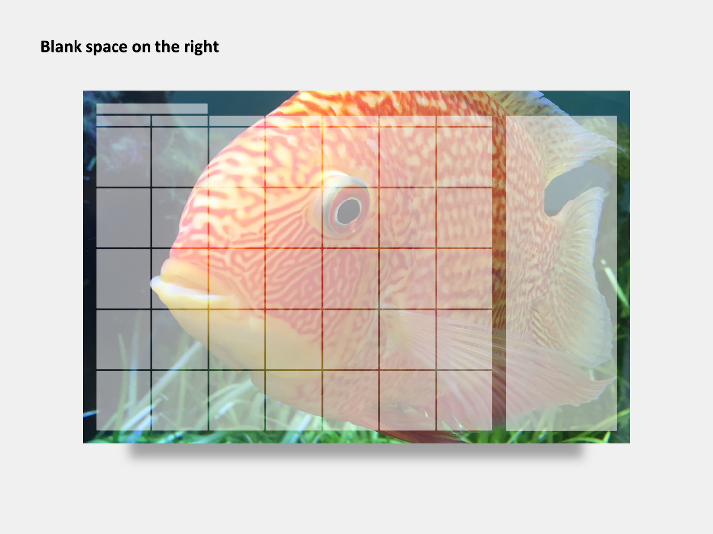 Digital Multipurpose Planner- Banded Cichlid Orange fish