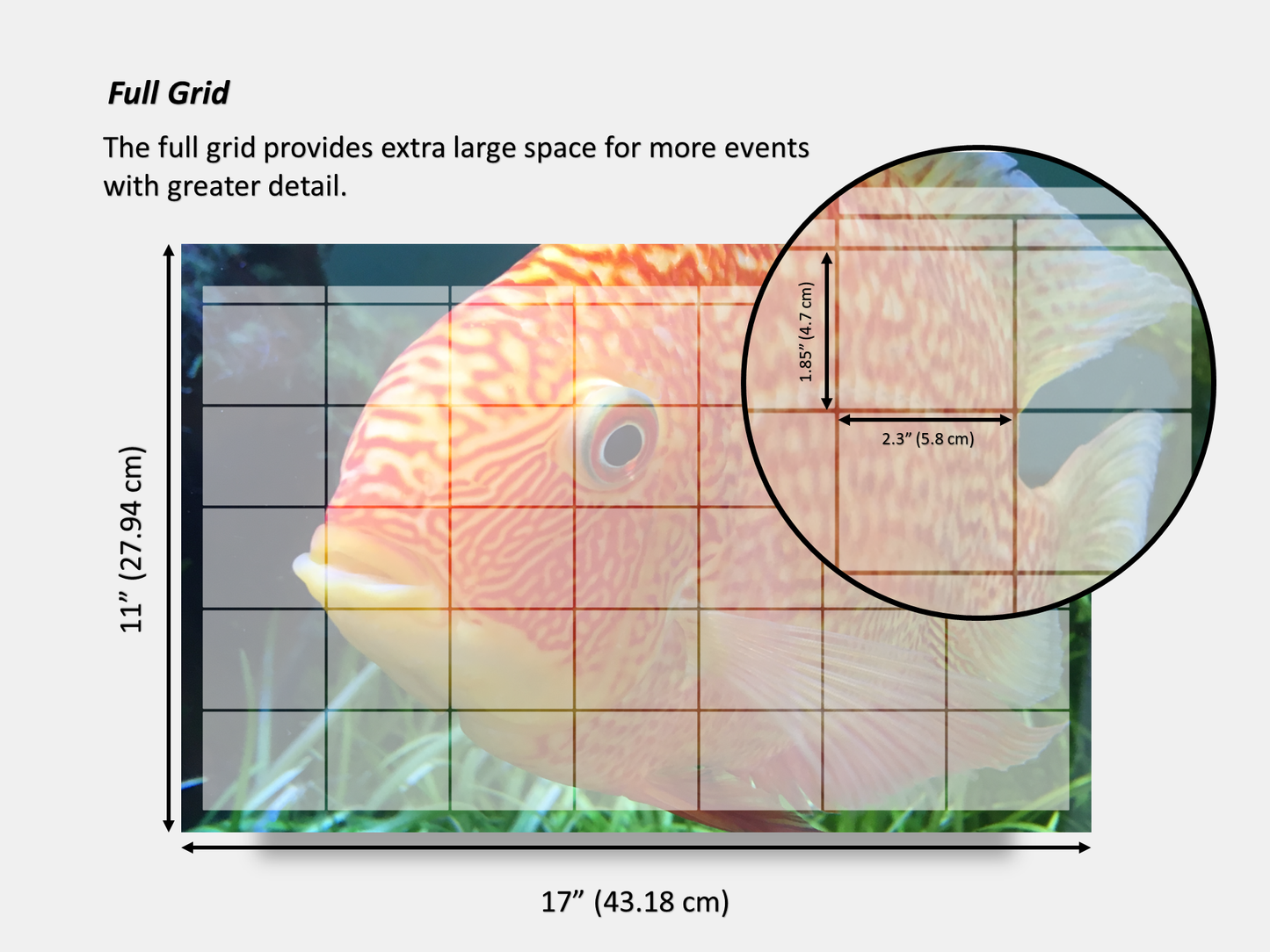 Digital Multipurpose Planner- Banded Cichlid Orange fish