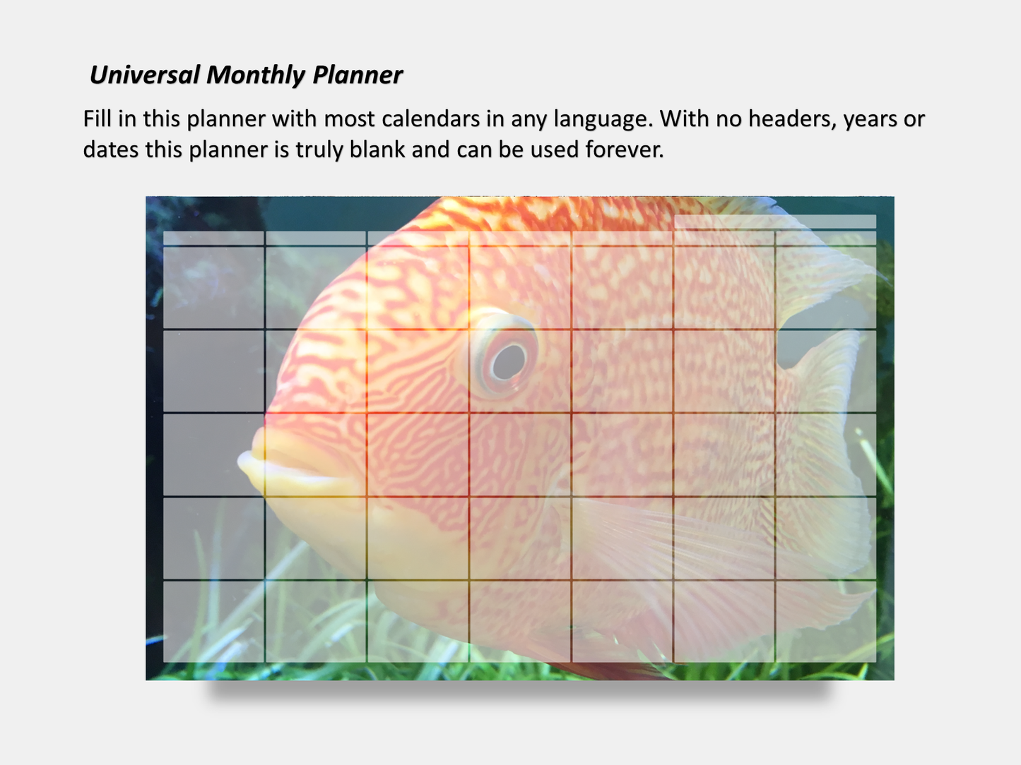 Digital Multipurpose Planner- Banded Cichlid Orange fish